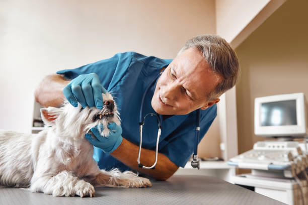  Steubenville, OH Emergency Dentist Pros